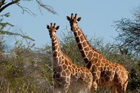 Animals are multicellular, eukaryotic organisms of the kingdom animalia (also called metazoa). Artificial Intelligence Is Counting Animals To Help Save Them