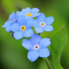 I made you this defective little song connected by the chords, connected and melodic and if you think i sing it wrong or if you think it sounds a little too robotic. Forget Me Not Seeds Blue Flower Seeds In Packets Bulk Eden Brothers