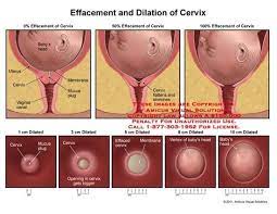 Cervix Behind Baby S Head Babycenter