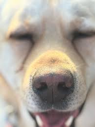 Daddy im so tired Bertha says with her blue eyes😍😍😍😍