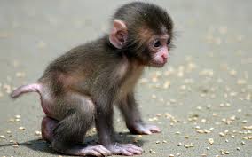 Image result for baby animals