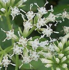 Image result for Mikania sagittifera