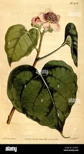 Image result for Bixaceae