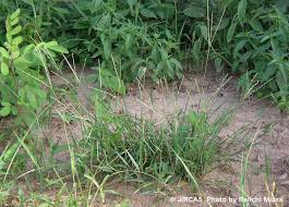 Image result for Digitaria brazzae