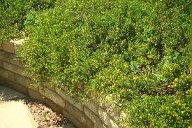 Image result for Hermannia floribunda