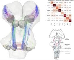 If a nerve has sensory and motor capabilities, it will be attached. Mapping The Human Subcortical Auditory System Using Histology Post Mortem Mri And In Vivo Mri At 7t Biorxiv