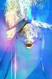 Superrrrr Yunus Animals Beautiful Ocean Animals Marine Animals