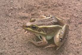 Image result for Lepidagathis randii