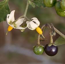 Image result for Solanum