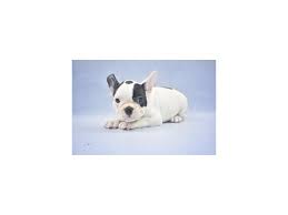 Puppyfinder.com is your source for finding an ideal french bulldog puppy for sale in florida, usa area. Visit Our French Bulldog Puppies For Sale Near St Augustine Florida