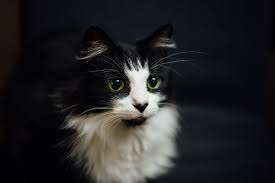 If you don't spay your cat, they. 101 Cat Facts Fun Trivia About Felines Care Com
