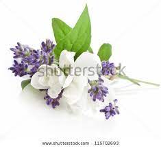 Possibly The Bouteniers Flowers Stock Photos White Background