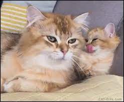 Gambar Kucing Lucu Imut Dan Paling Menggemaskan Sedunia Gambar Kucing Lucu Kucing Binatang