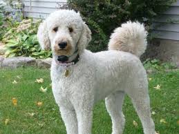 Labradoodle Labrador Retriever And Poodle Mix Spockthedog Com