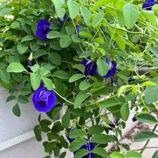 Image result for Clitoria ternatea