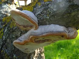 Image result for Phellinus pomaceus