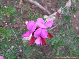 Image result for Tephrosia dasyphylla