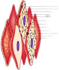 This is in contrast to skeletal and cardiac muscle, which have bands (called 'striations' across them). Smooth Muscle Diagram Quizlet