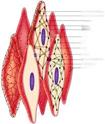 This page describes smooth muscle development, descriptions of cardiac muscle and smooth muscle development can be found in other notes. Smooth Muscle Diagram Quizlet