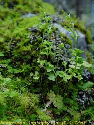 Image result for Anogramma