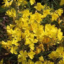 Browse our listings to find jobs in germany for expats, including jobs for english speakers or those in your native language. Nachtkerze Oenothera Cold Crick Gelb