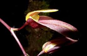 Image result for Bulbophyllum comatum