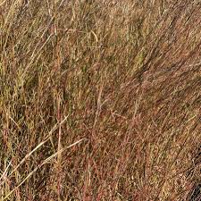 Image result for Andropogon schirensis