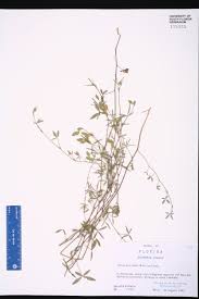 Image result for Zornia setosa