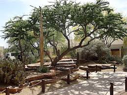 Image result for Acacia schweinfurthii