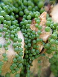 Image result for Senecio subsessilis