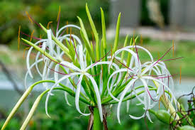 Image result for Crinum aurantiacum