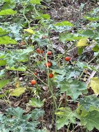 Image result for Solanum capsicoides