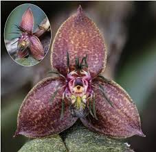 Image result for Bulbophyllum elliotii