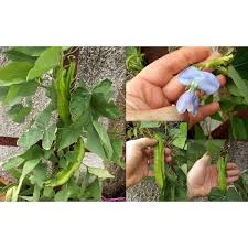 Image result for Psophocarpus