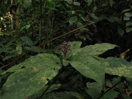 Image result for Palisota ambigua