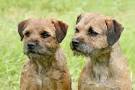 Border Terriers for Sale | Dogs on Oodle Classifieds