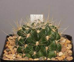 To make it easy to know you have to go through a lot of research and theories to. How To Tell If Your Cactus Is Dying 2 Symptoms You Shouldn T Miss Succulent Alley