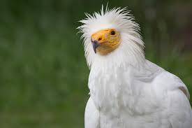 Ancient egyptian art was symbolic and sacred. Egyptian Vulture Wikipedia