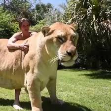A Liger Which Is A Cross Between A Male Lion And A Female Tiger Cute Baby Animals Animals Beautiful Big Animals