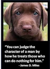 Pin By Leila Shuping On Animals Animal Quotes Dogs Best Dog Food