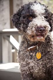 Lagotto romagnolo puppy for sale search results. Best Dog Breeders Best Places To Buy Dogs And Puppies