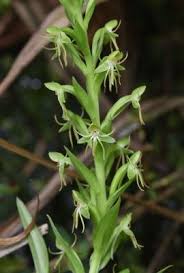 Image result for Habenaria pubipetala