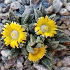 Image result for Nananthus vittatus