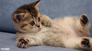 pin on cat