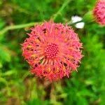Image result for Kleinia abyssinica