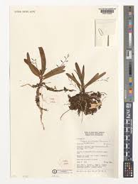 Image result for Cribbia brachyceras