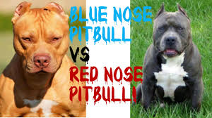 See full list on petside.com Blue Nose Pitbulls Vs Red Nose Pitbulls Pt 2 Youtube