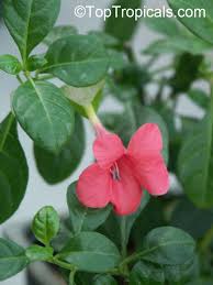 Image result for Barleria galpinii