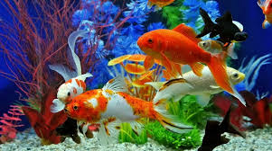 Aquarium unik pertama adalah aquarium bekas mentor computer bernama macquarium. Aquarium Palembang Dengan Dekorasi Aquascape Cantik Wisata Pangandaran