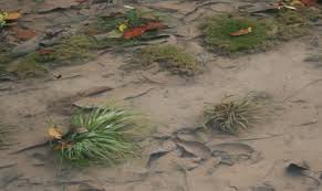 Image result for Blyxa aubertii